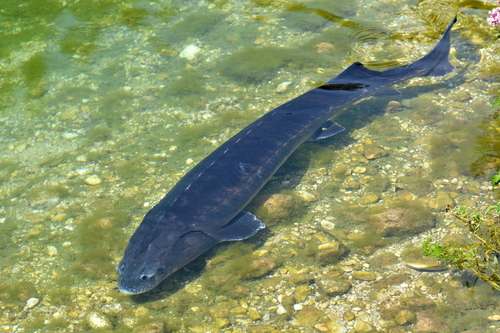 Russian Sturgeon