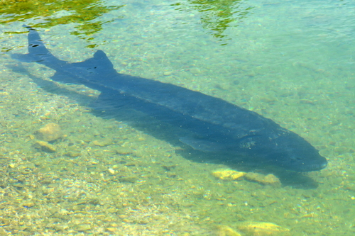Russian Sturgeon