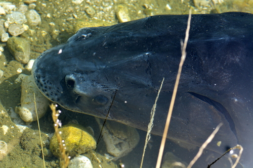Russian Sturgeon