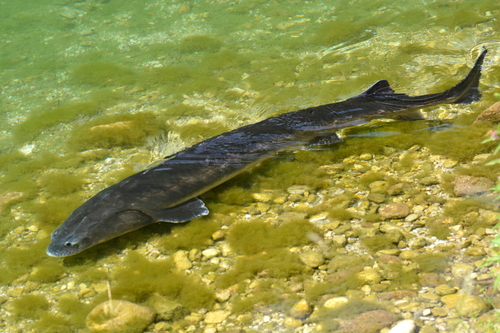 Russian Sturgeon