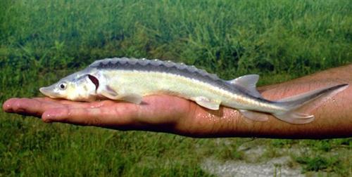 Russian Sturgeon