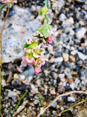 Polygonum