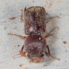 Xylobiops texanus