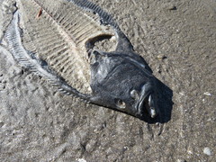 Paralichthys orbignyanus