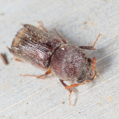 Xylobiops texanus