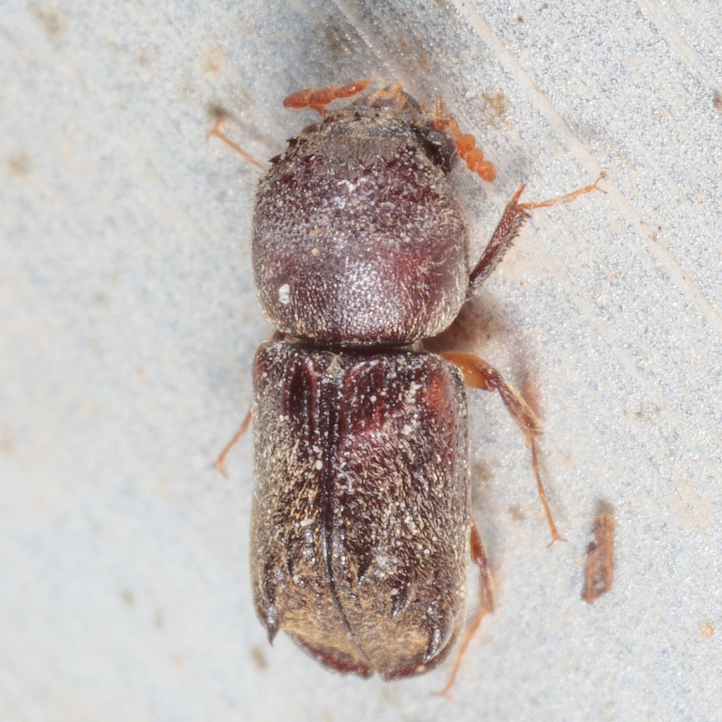 Texas Brown-shouldered Bostrichid
