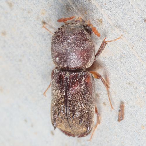 Texas Brown-shouldered Bostrichid