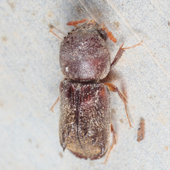 Xylobiops texanus