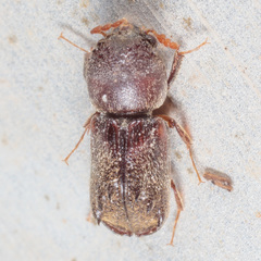 Xylobiops texanus