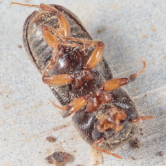 Xylobiops texanus