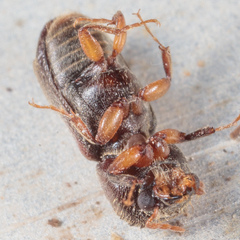 Xylobiops texanus