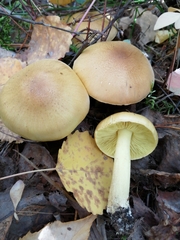 Tricholoma frondosae