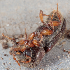 Xylobiops texanus