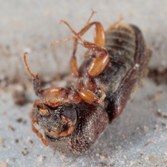 Xylobiops texanus