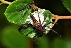 Oxyopes birmanicus