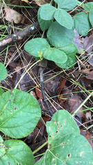 Desmodium rotundifolium