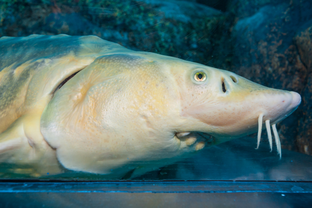 Chinese Sturgeon