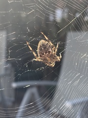 Araneus diadematus