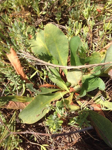iNaturalist observation photo of Western Marsh Rosemary