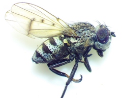 Paralimna punctipennis