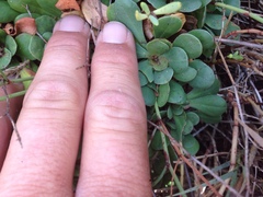 Limonium duriusculum