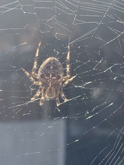 Araneus diadematus