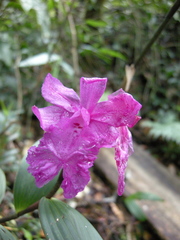 Sobralia amabilis
