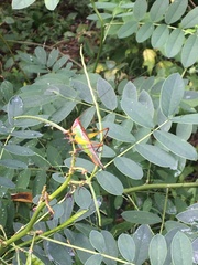 Orchelimum pulchellum