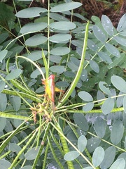 Orchelimum pulchellum