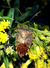 Acanthosoma denticaudum