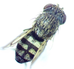 Paralimna punctipennis