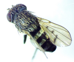 Paralimna punctipennis