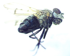 Paralimna punctipennis