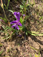 Sparaxis metelerkampiae