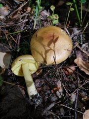 Tricholoma frondosae