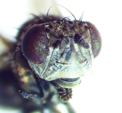 Paralimna punctipennis