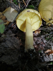 Tricholoma frondosae