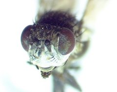 Paralimna punctipennis