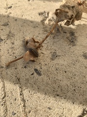 Porcellio spinicornis