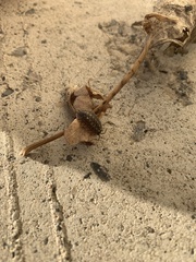Porcellio spinicornis