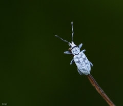 Myllocerus undecimpustulatus