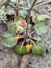 Eriogonum scabrellum