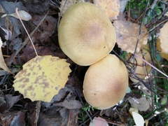 Tricholoma frondosae