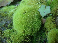 Anoectangium aestivum