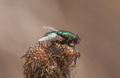 Lucilia sericata