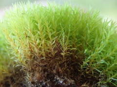 Anoectangium aestivum