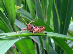 Kraussaria angulifera