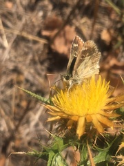 Muschampia alta