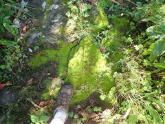 Anoectangium aestivum