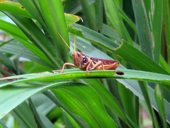 Kraussaria angulifera